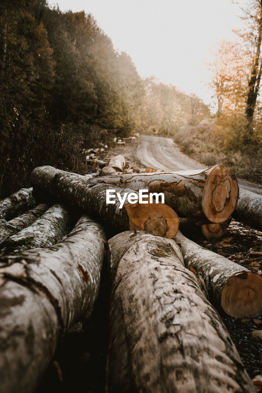 Close-up of logs in forest