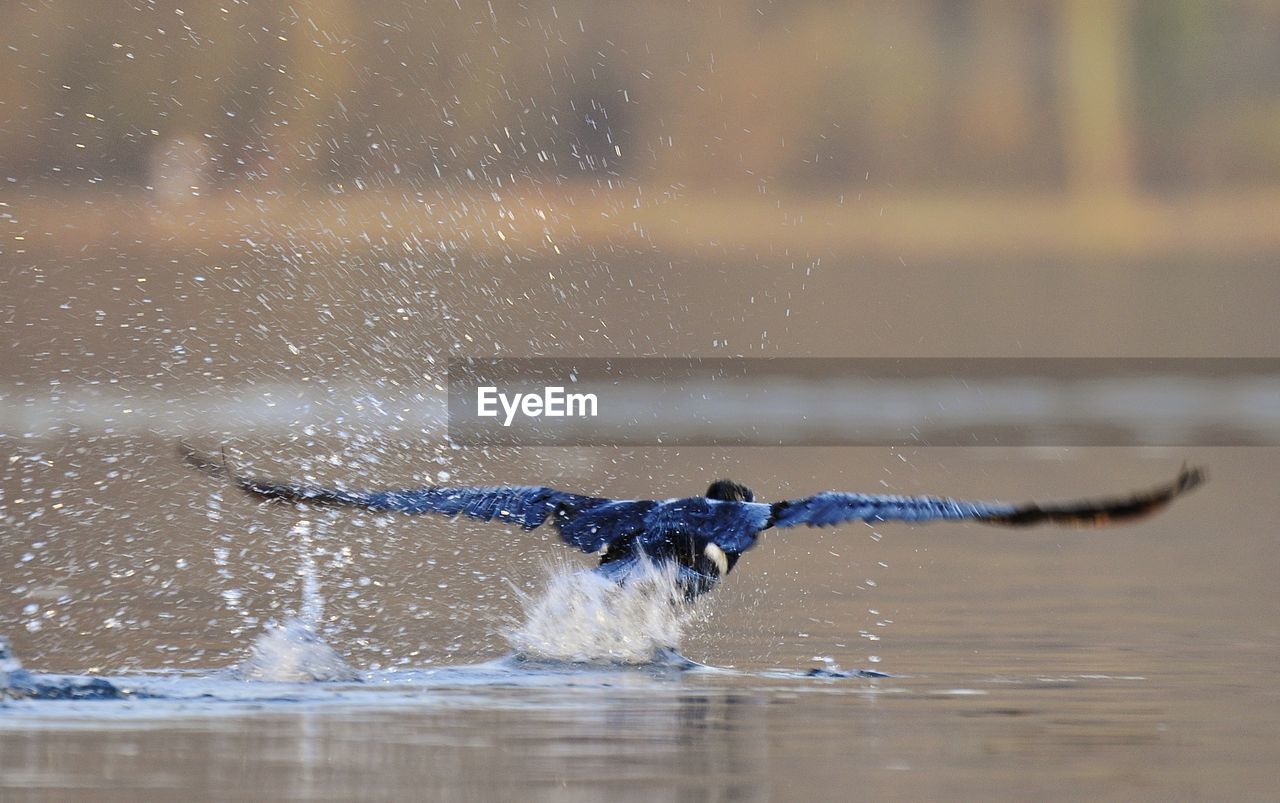 HIGH ANGLE VIEW OF TURTLE IN WATER