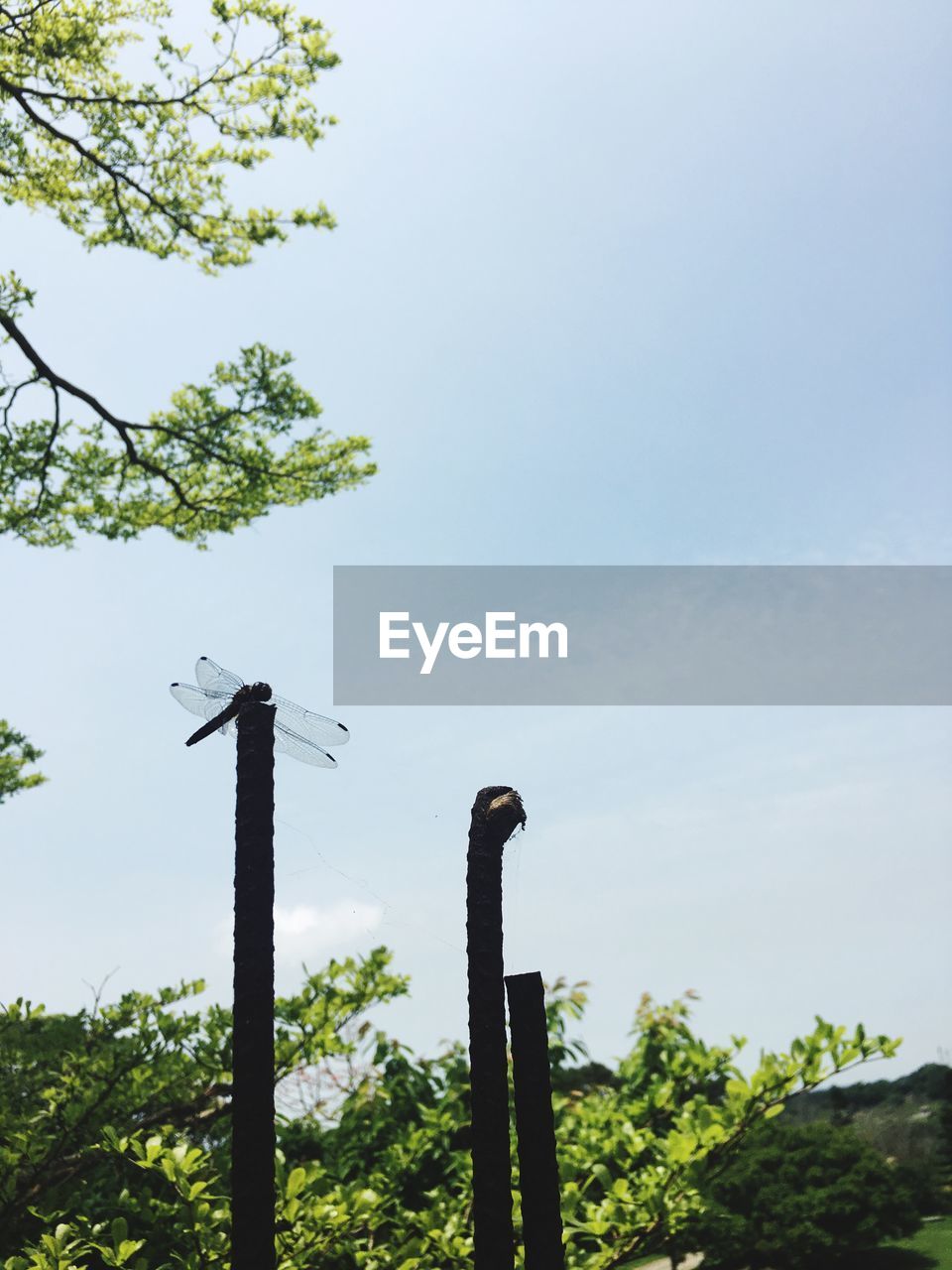 LOW ANGLE VIEW OF TREES AGAINST SKY