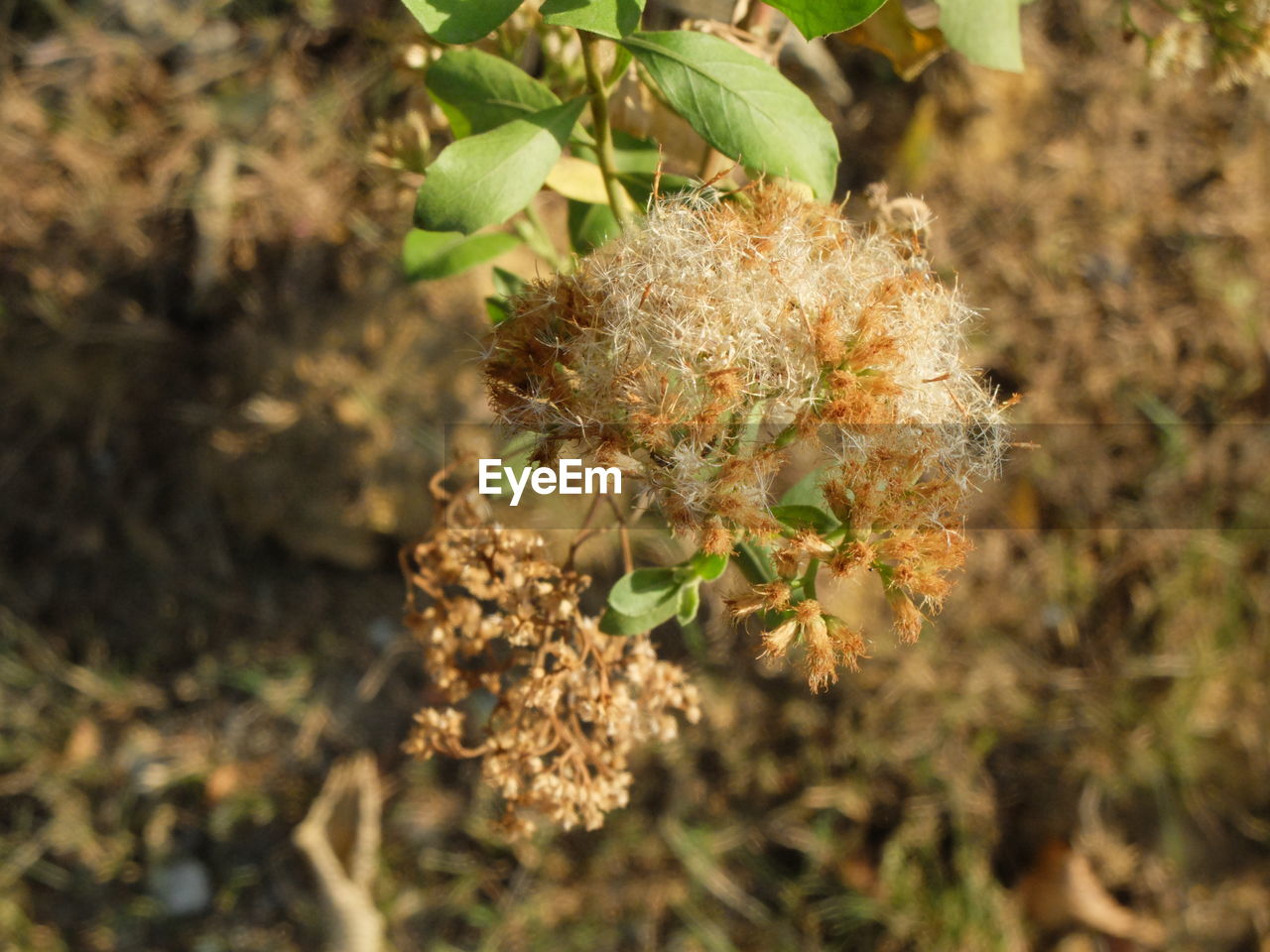 CLOSE UP OF PLANT