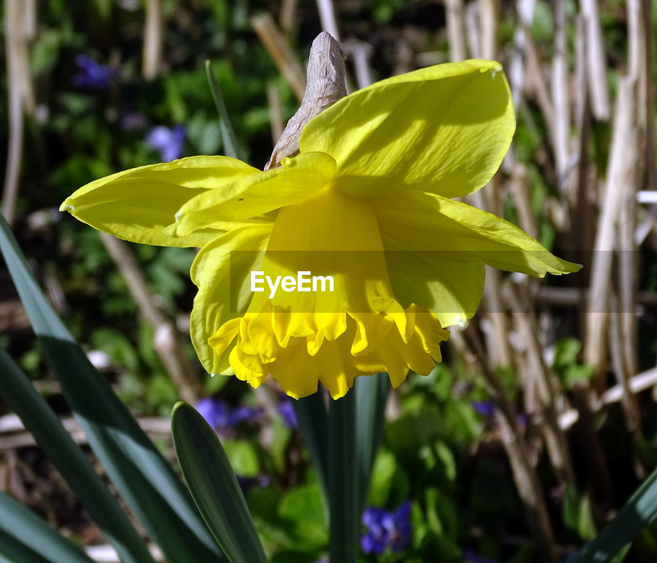 CLOSE-UP OF YELLOW FLOWER GROWING OUTDOORS