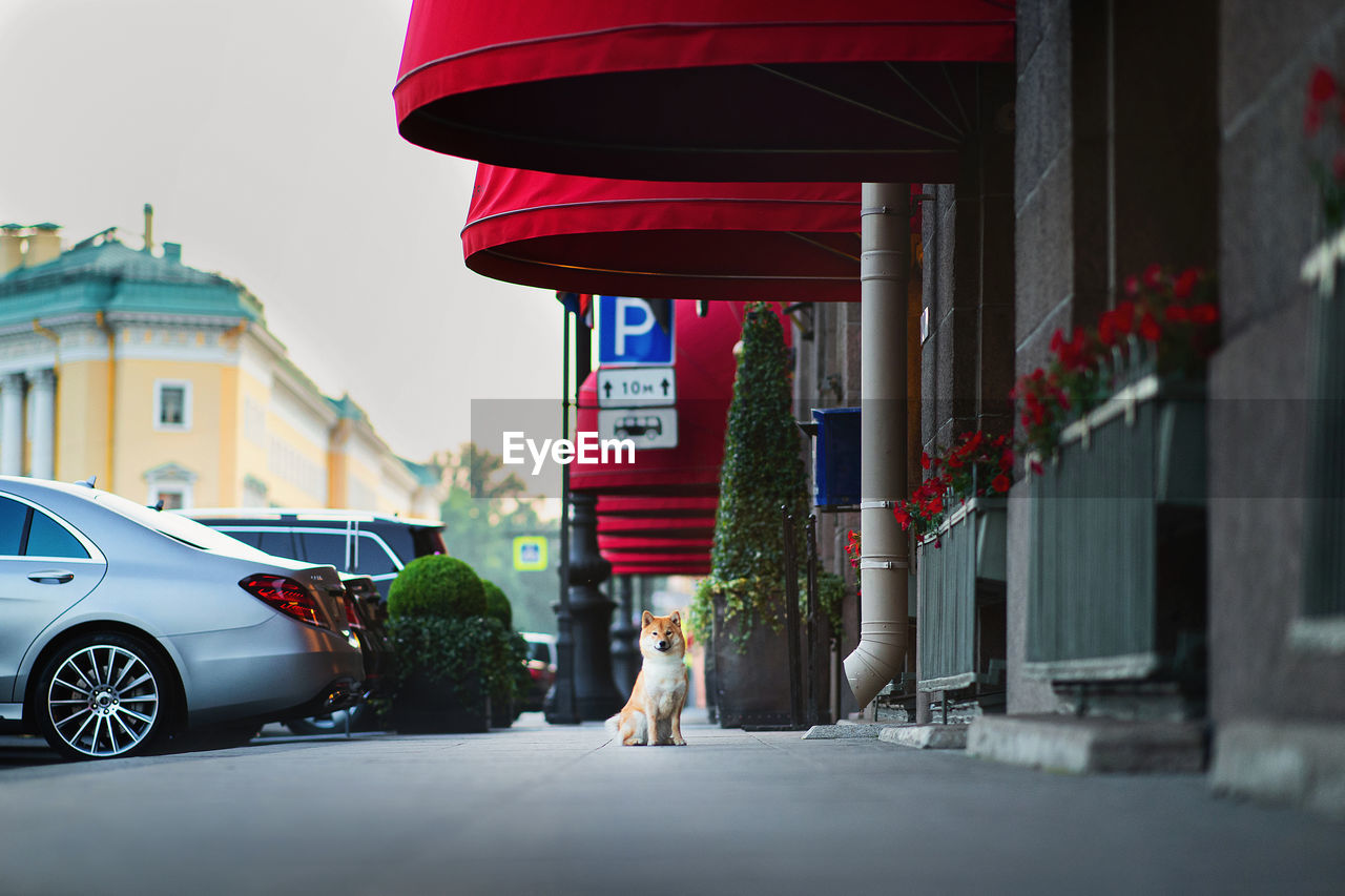 VIEW OF DOG AND CAR ON STREET