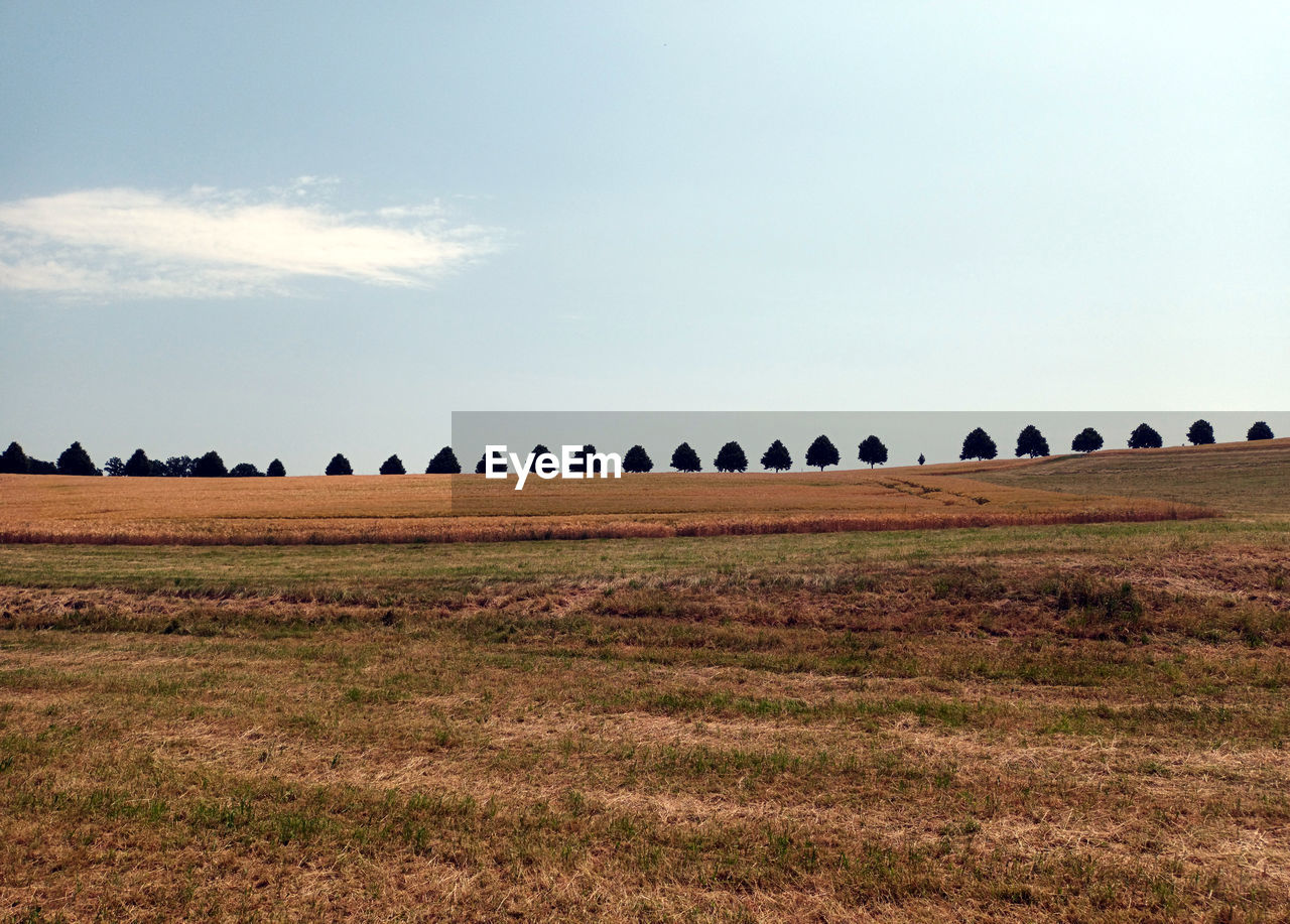 Scenic view of field against sky with an avenue of trees in the background in the hunsrück region