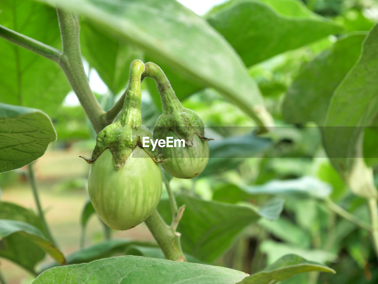 CLOSE-UP OF FRESH FRUIT ON TREE