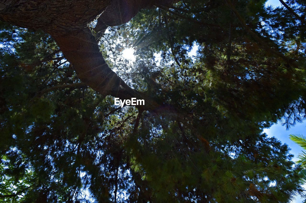 LOW ANGLE VIEW OF TREE IN FOREST AGAINST SKY
