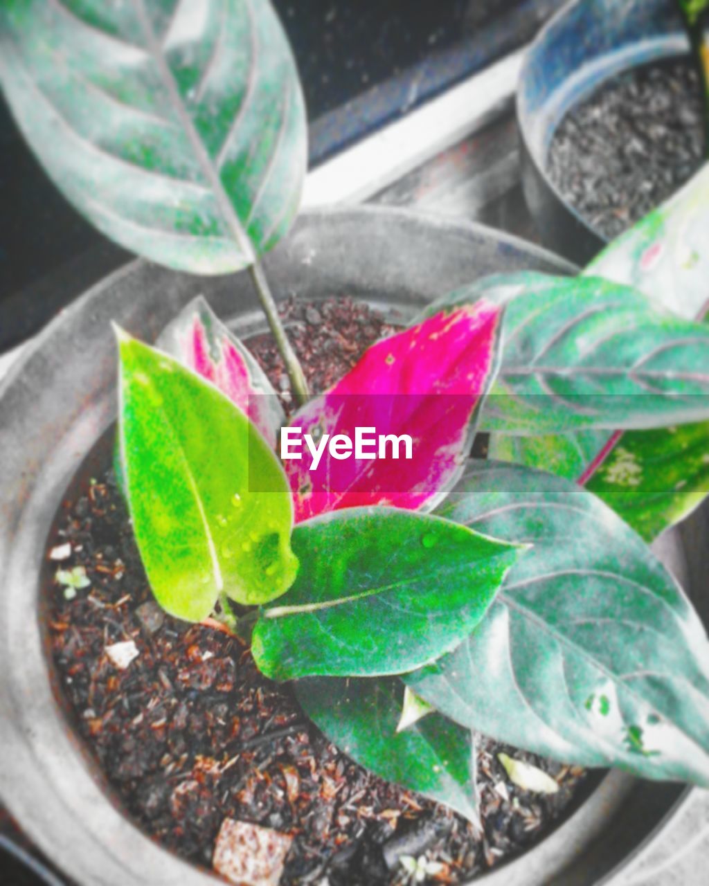 CLOSE-UP OF GREEN PLANT