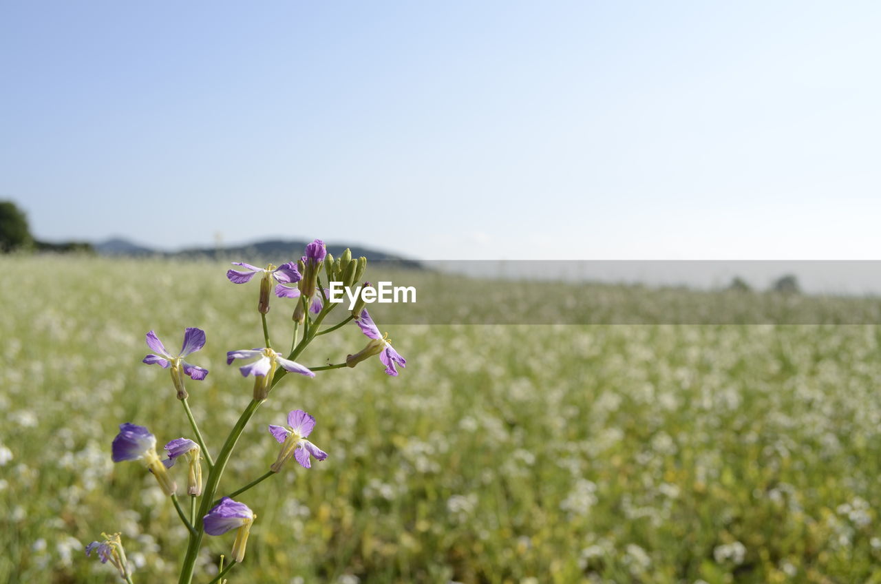 Close-up of flowers growing in field