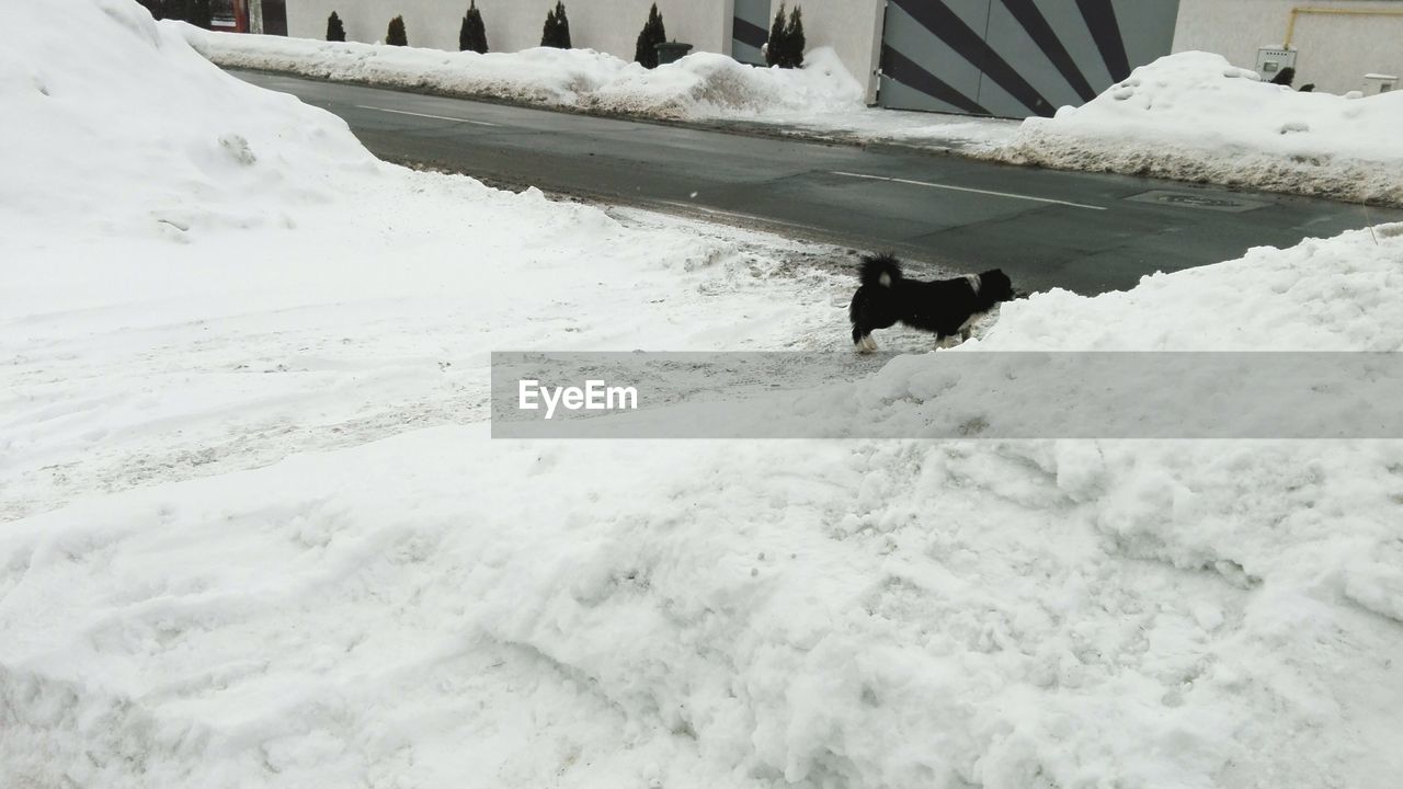 HORSE IN WINTER