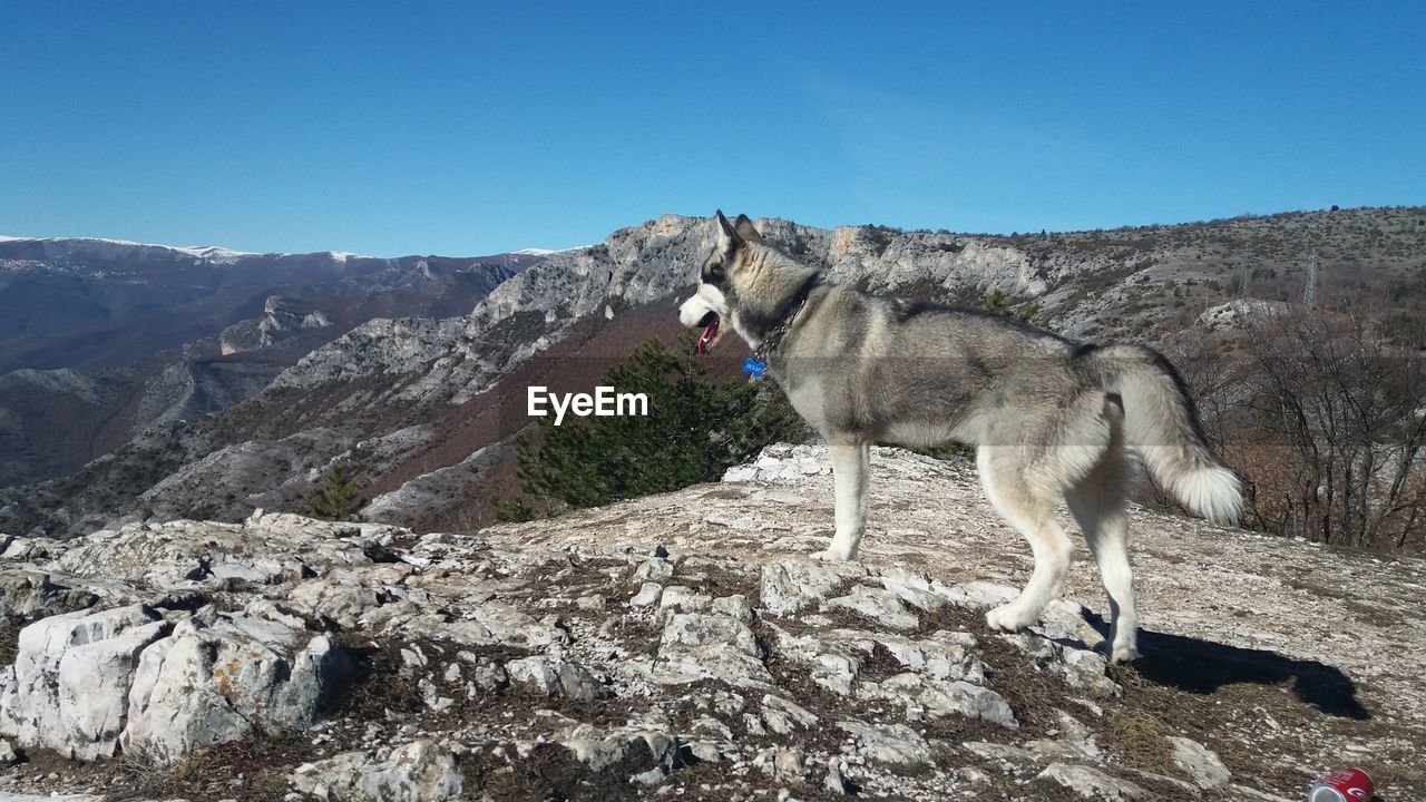 Dog standing on mountain against clear blue sky