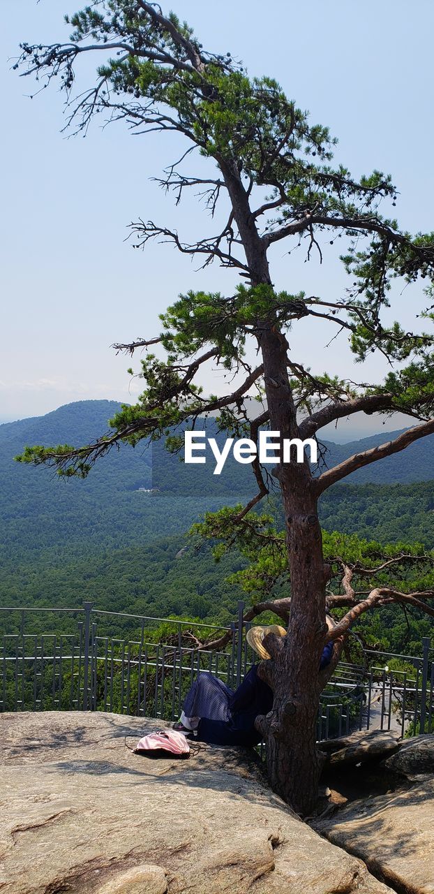 TREES GROWING ON LAND AGAINST SKY