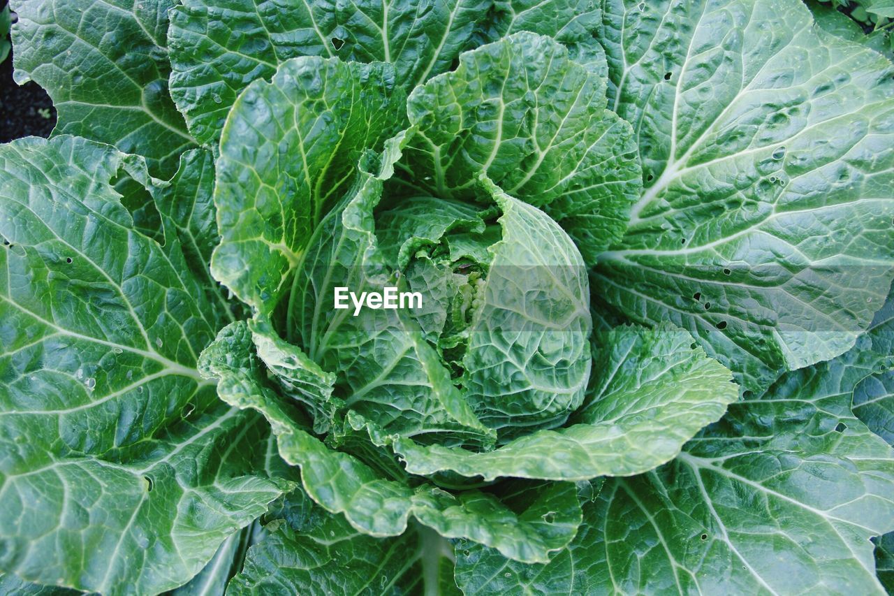 Close-up of lettuce plant