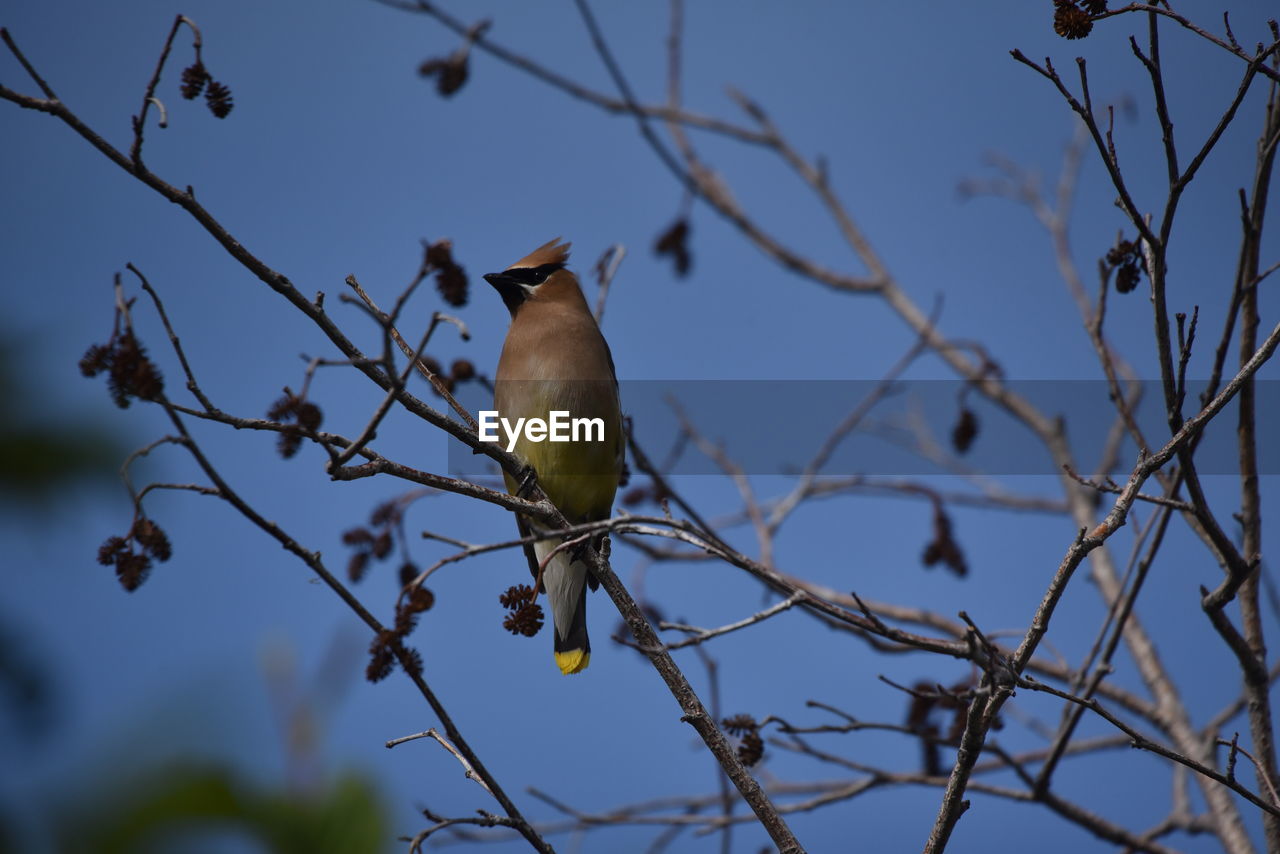 Low angle view of bird perching on tree