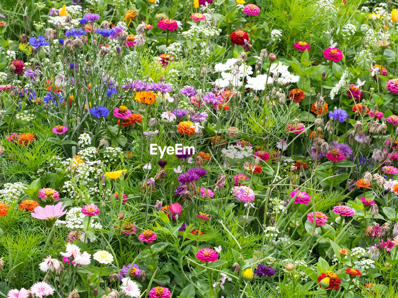 VIEW OF FLOWERS BLOOMING ON FIELD