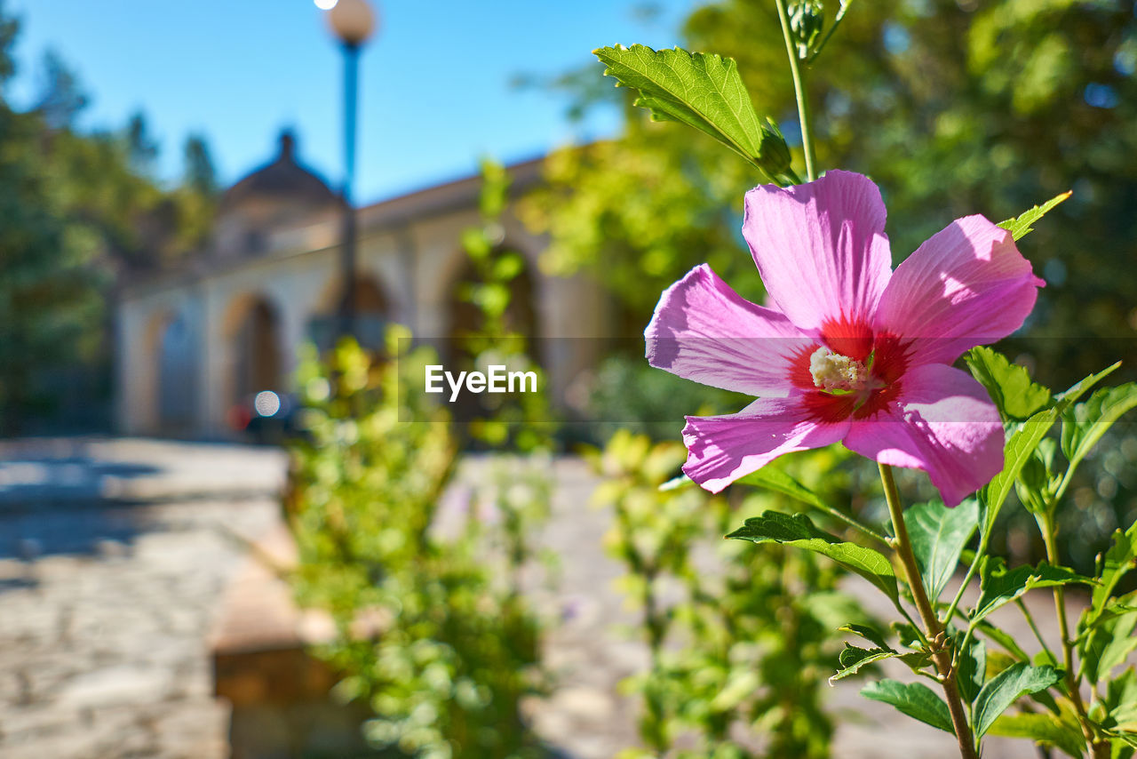 CLOSE-UP OF PINK FLOWERING PLANT AGAINST BUILDING