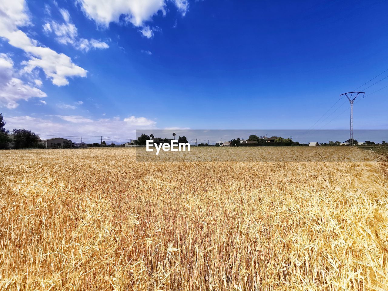 FIELD AGAINST SKY