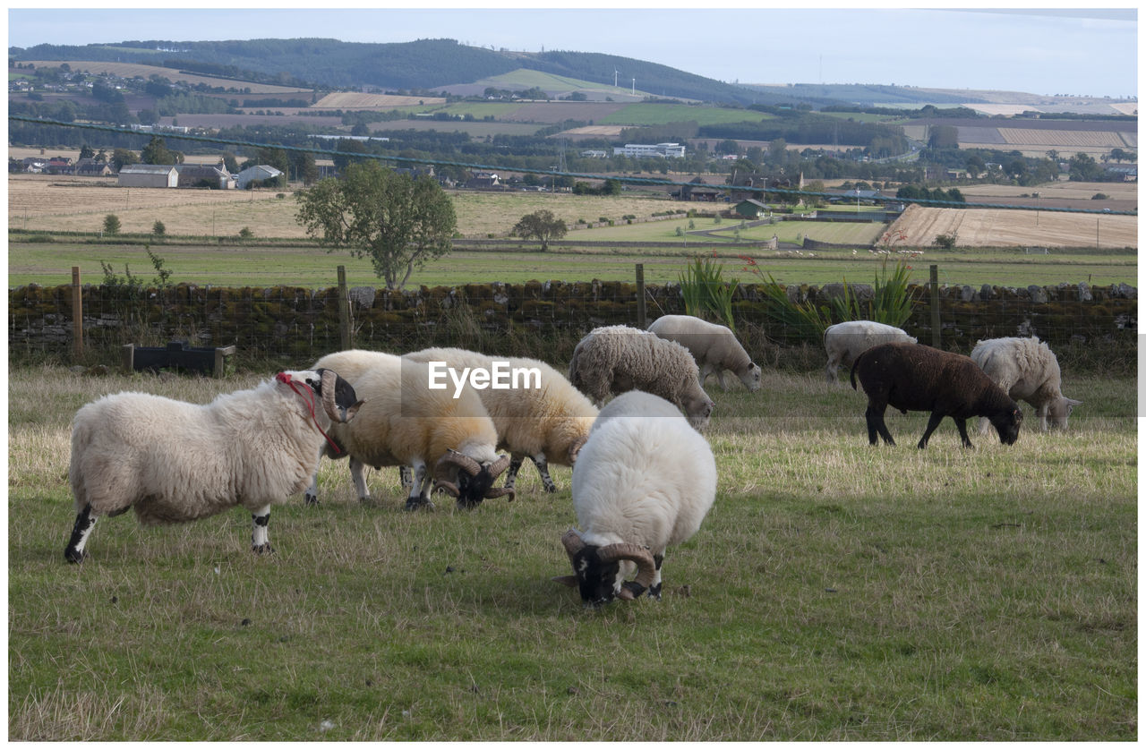 SHEEP GRAZING IN FARM