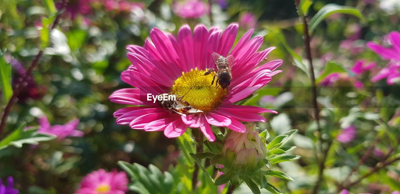 CLOSE-UP OF HONEY BEE POLLINATING FLOWER