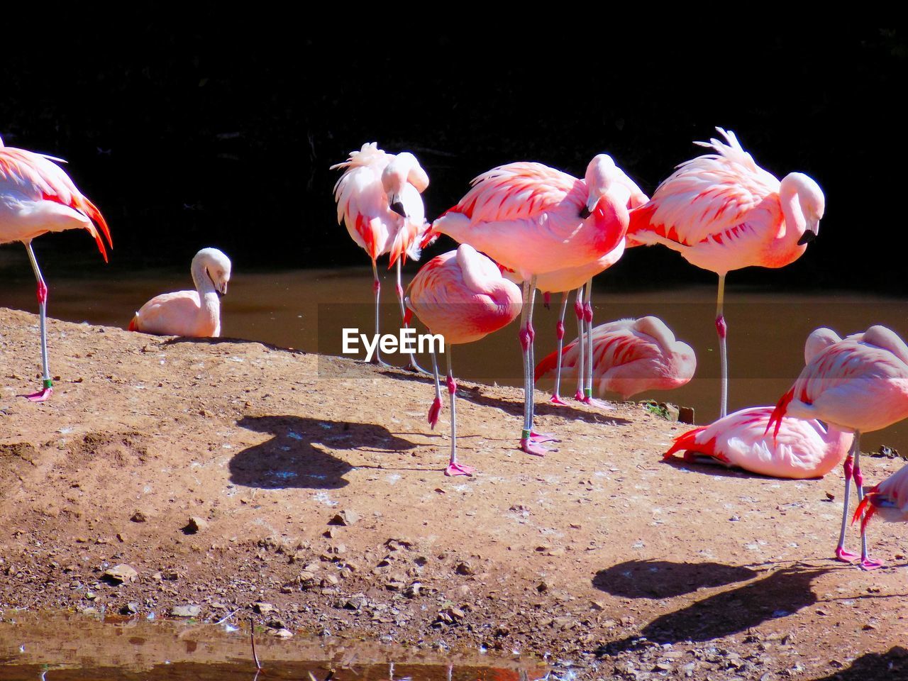 Flamingos on riverbank during sunny day