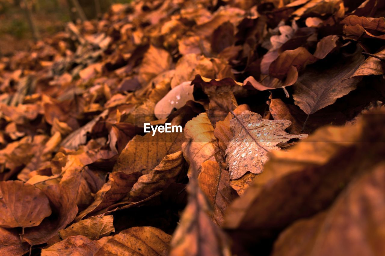 FULL FRAME SHOT OF LEAVES DURING AUTUMN