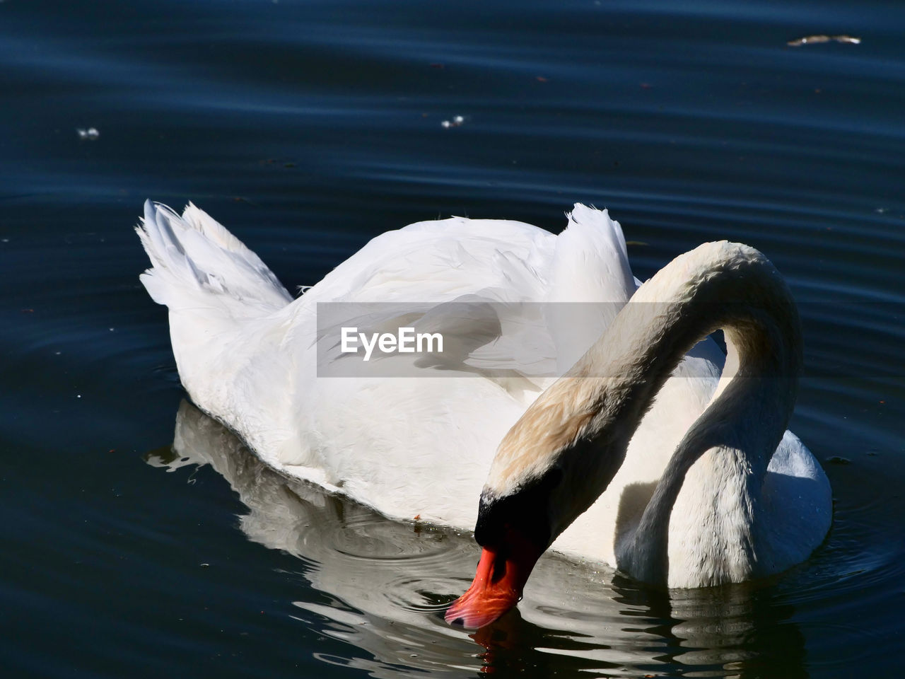 View of swans swimming in lake