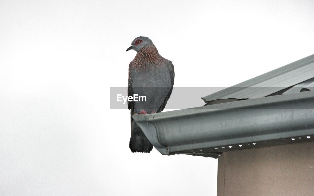 LOW ANGLE VIEW OF BIRD PERCHING OUTDOORS