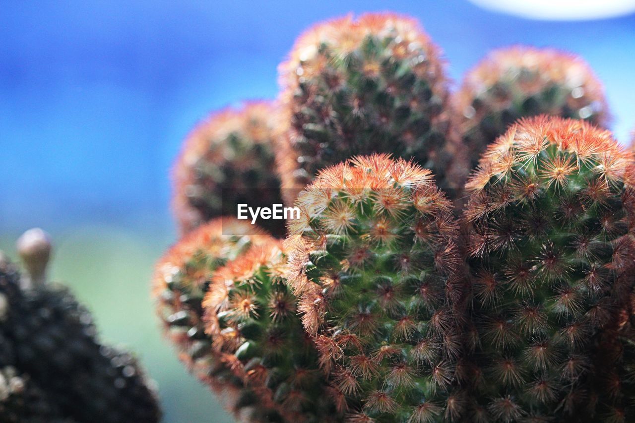 Close-up of cactus plant against sky