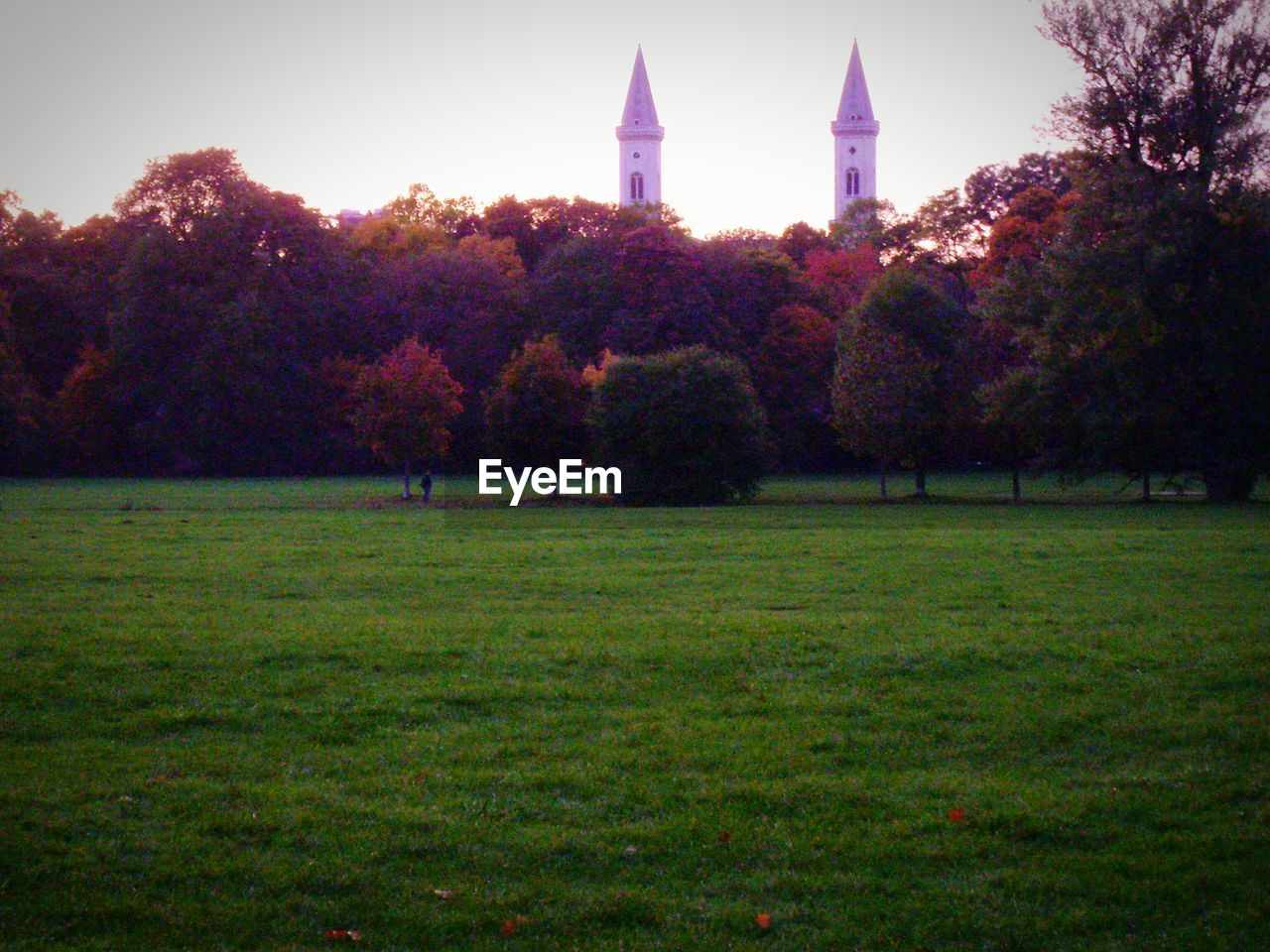 VIEW OF TREES IN PARK