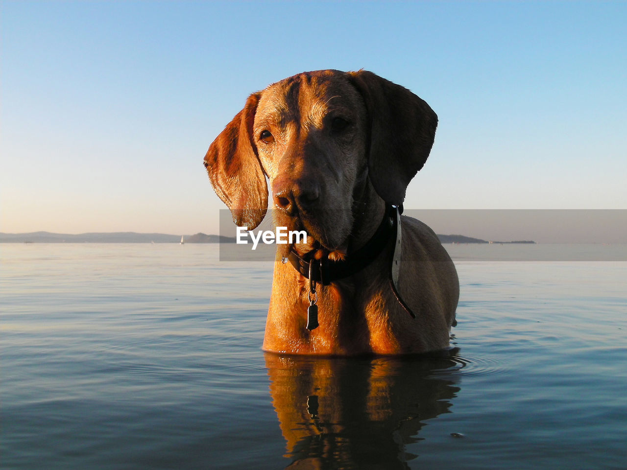 CLOSE-UP OF DOG AGAINST SEA AGAINST CLEAR SKY
