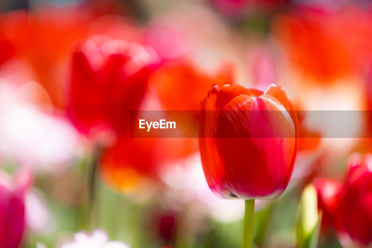 Close-up of red tulip