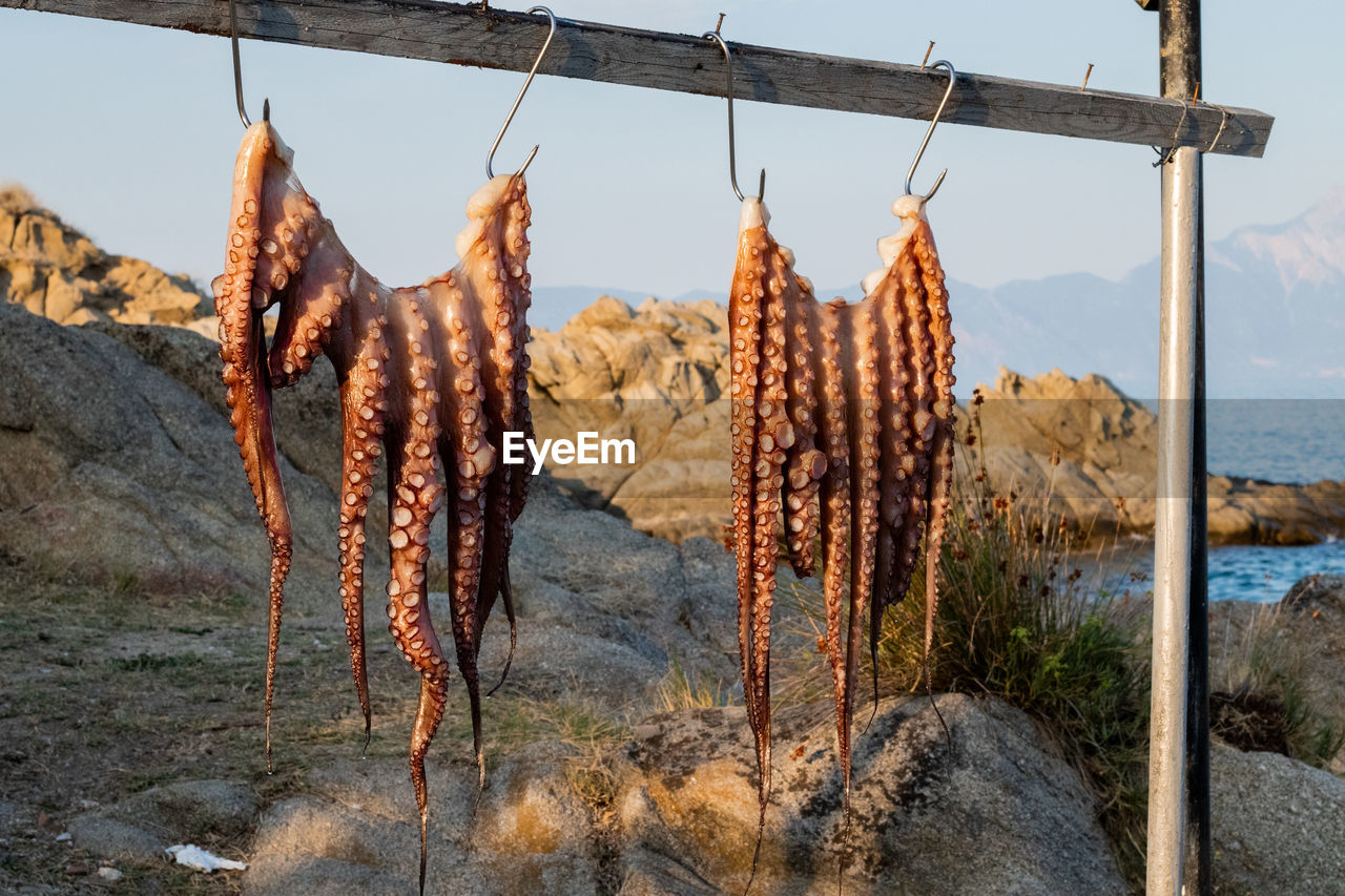 Close-up of octopus drying against the sky