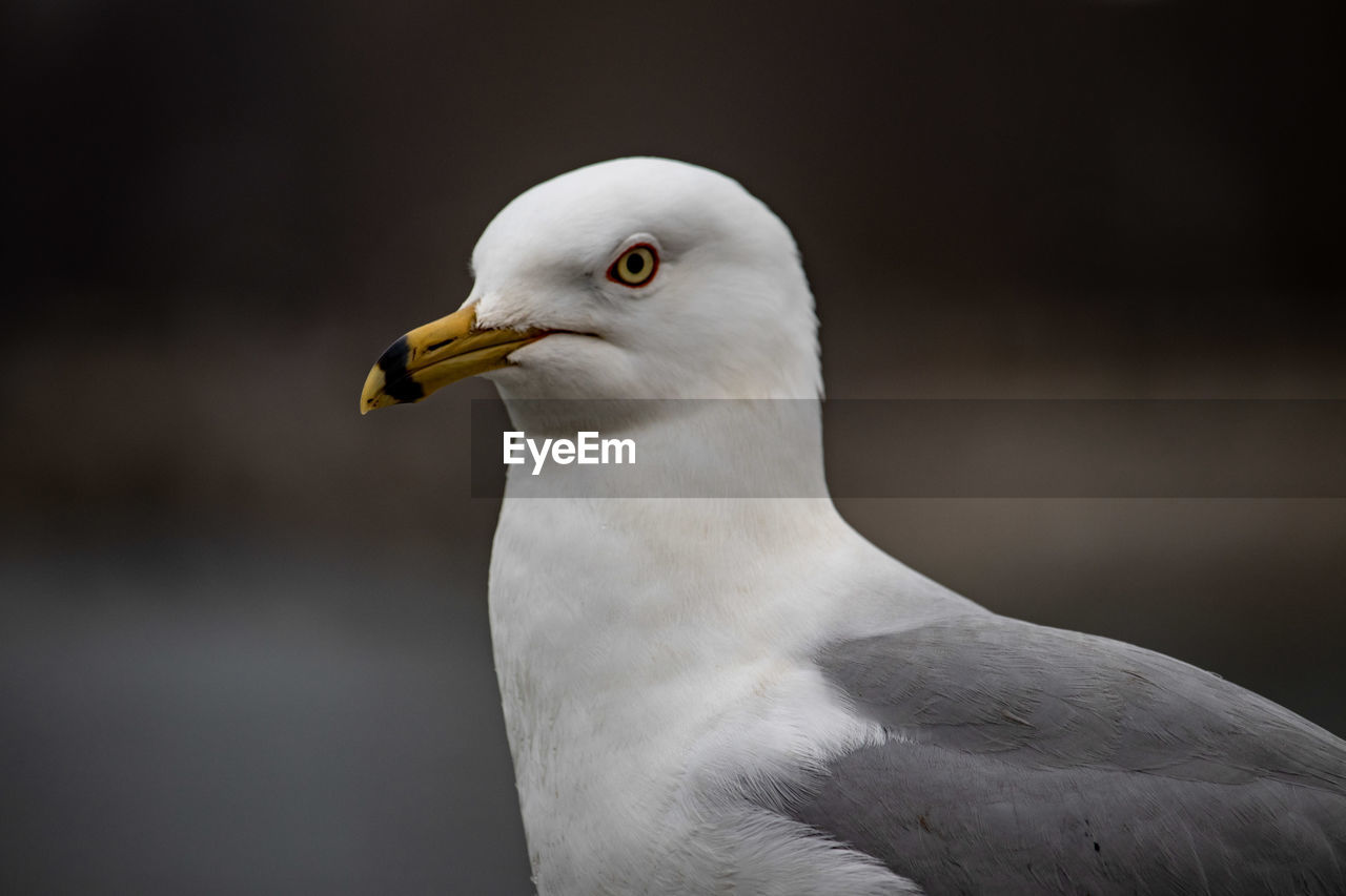 CLOSE-UP PORTRAIT OF SEAGULL AGAINST BLURRED BACKGROUND