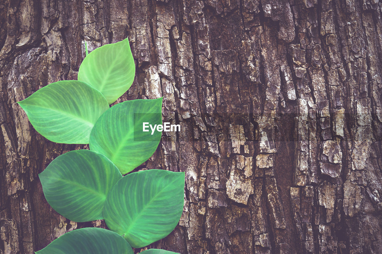 Rhaphidophora, shingle plant climbing on tree bark