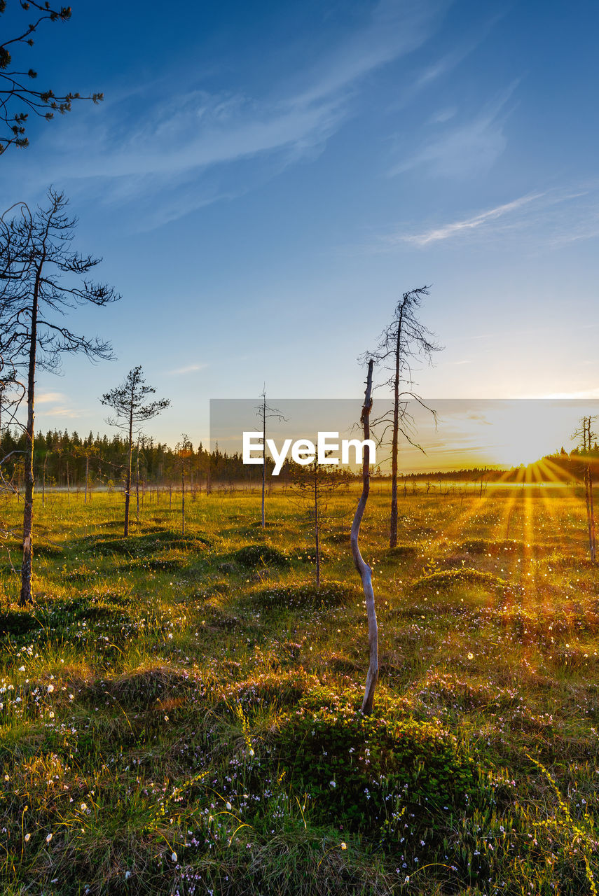 Scenic view of swamp against sky during sunset