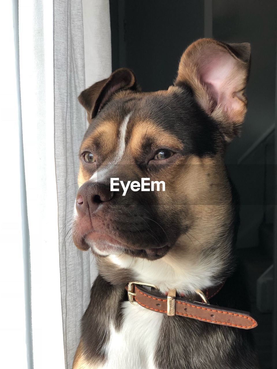 CLOSE-UP OF A DOG LOOKING AWAY AT HOME