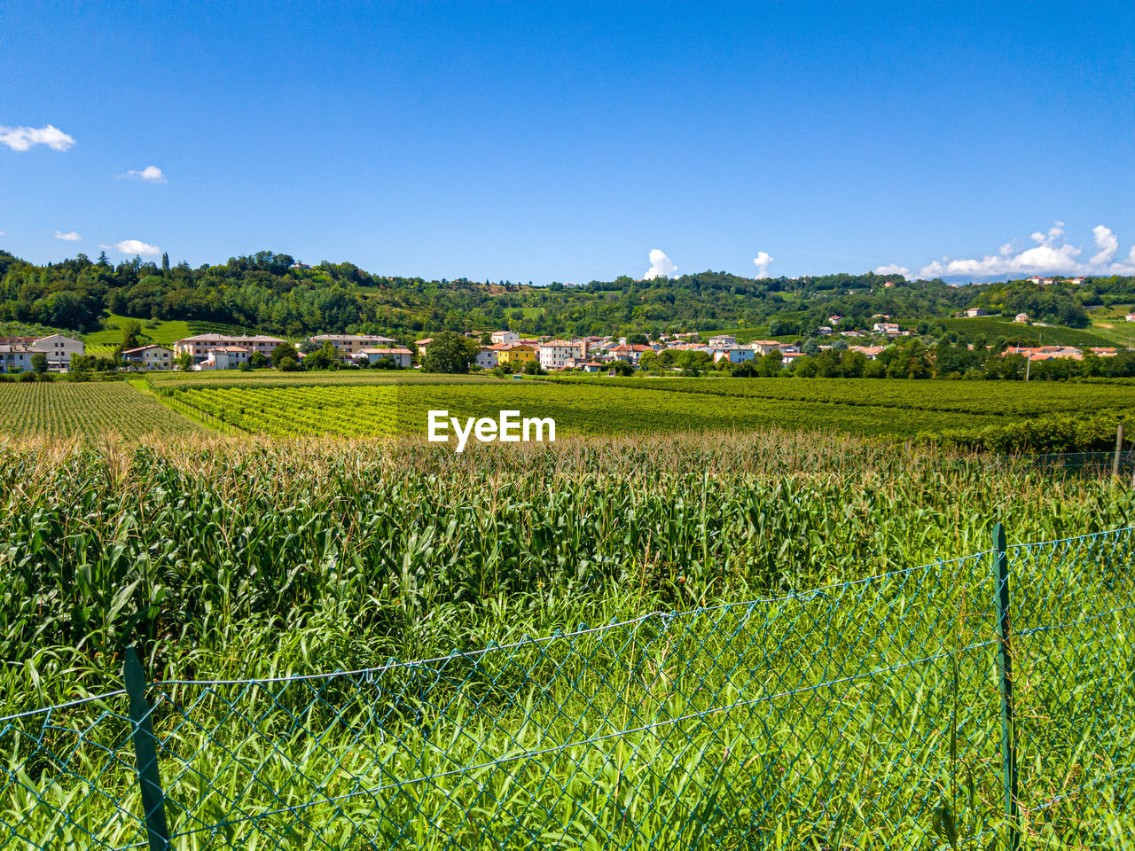 SCENIC VIEW OF AGRICULTURAL FIELD