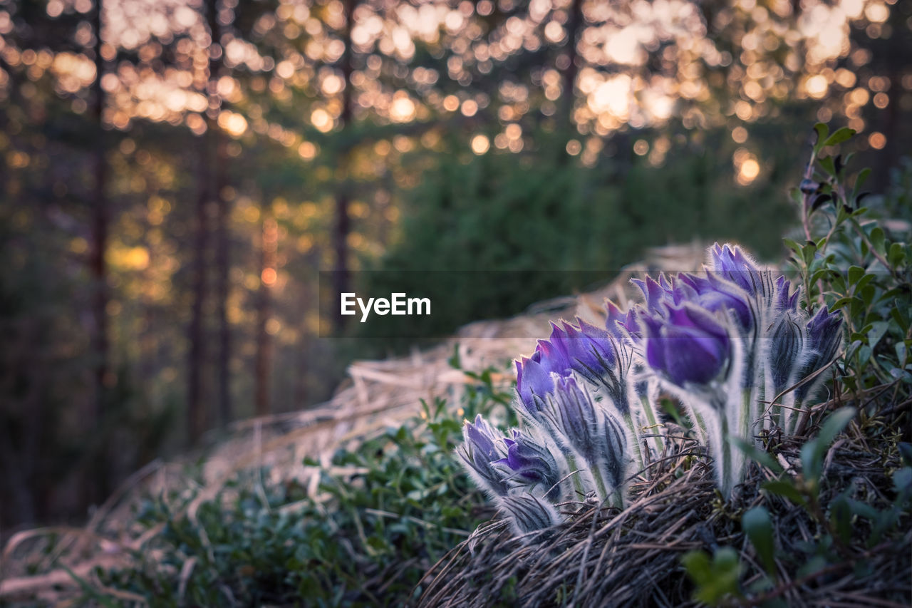 CLOSE-UP OF PURPLE CROCUS BLOOMING IN FOREST