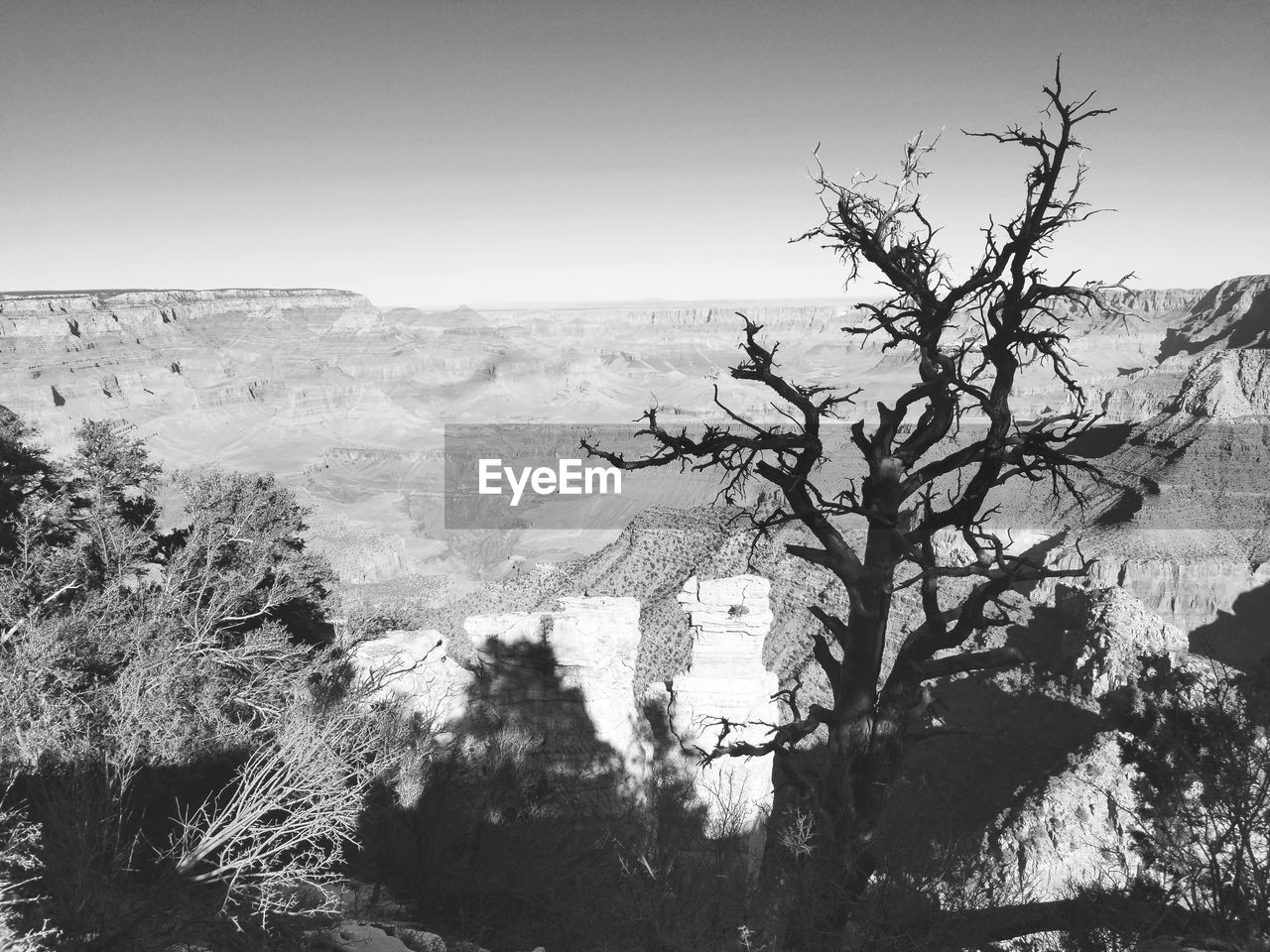 TREES ON LANDSCAPE AGAINST SKY