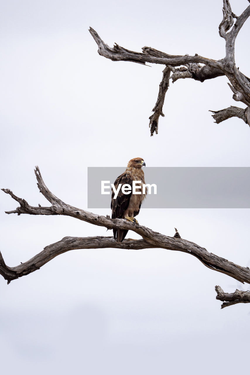 Low angle view of bird perching on branch against sky