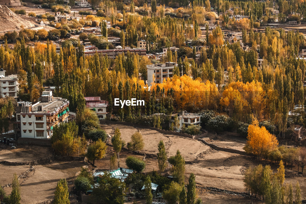 HIGH ANGLE VIEW OF TREES AND BUILDINGS DURING AUTUMN