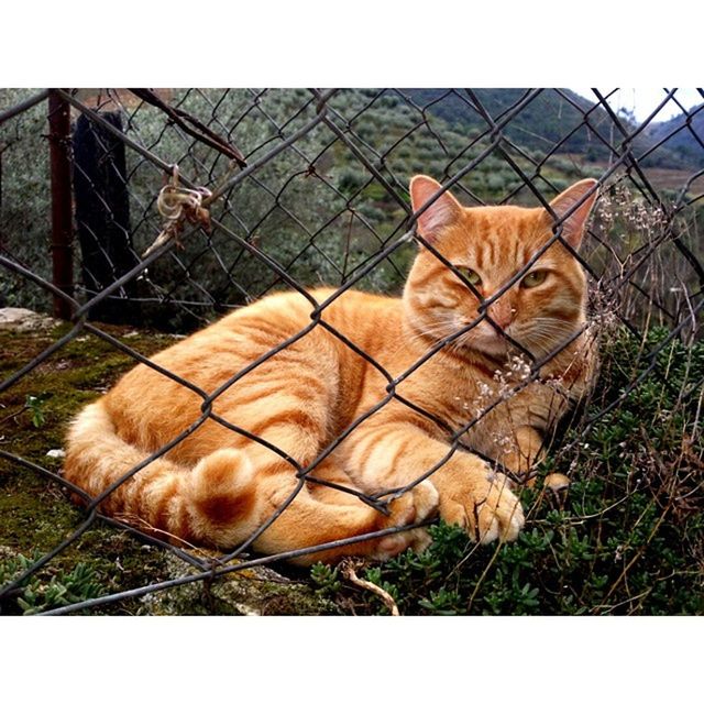 Portrait of cat seen through chainlink fence