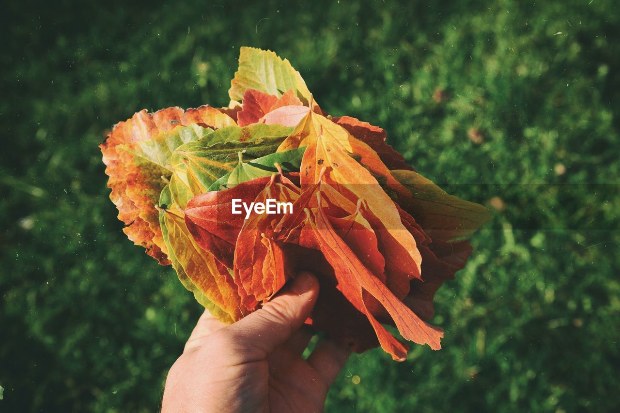 CLOSE-UP OF HUMAN HAND HOLDING LEAF