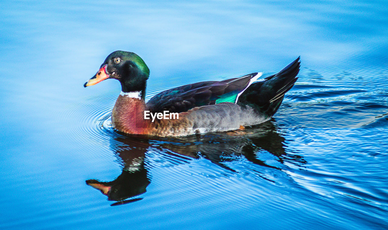 DUCK SWIMMING IN LAKE