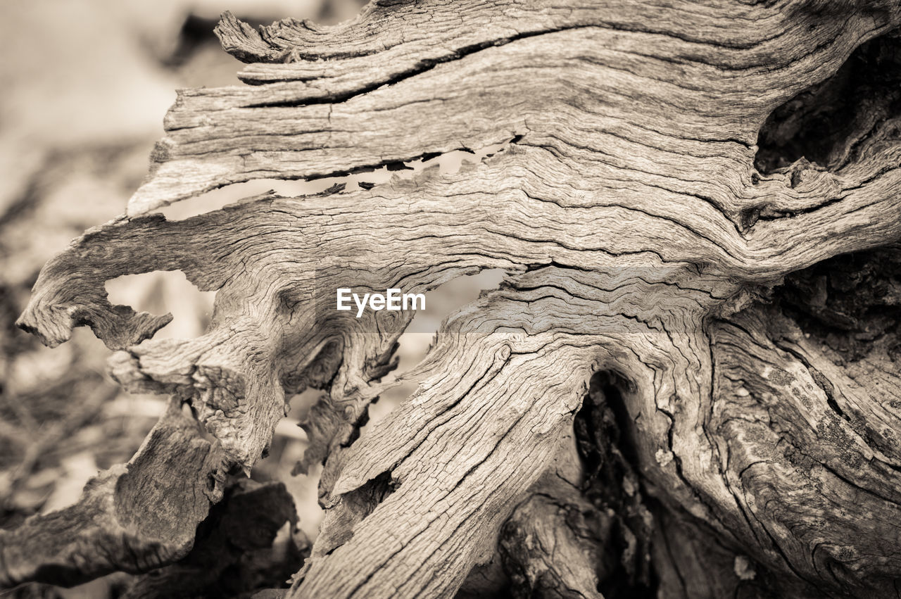 CLOSE-UP OF DRIFTWOOD ON TREE