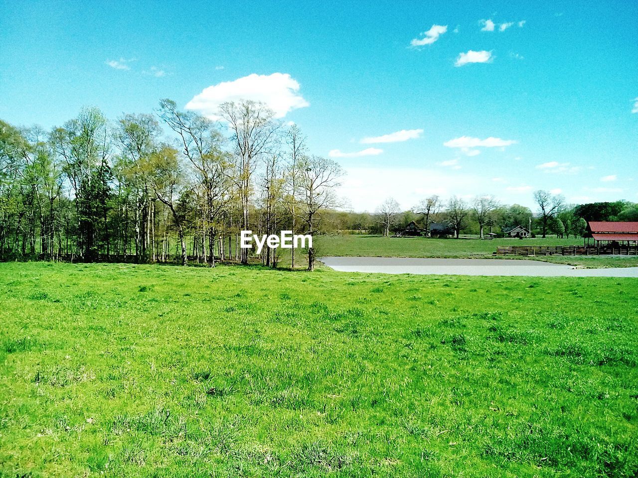 TREES ON FIELD