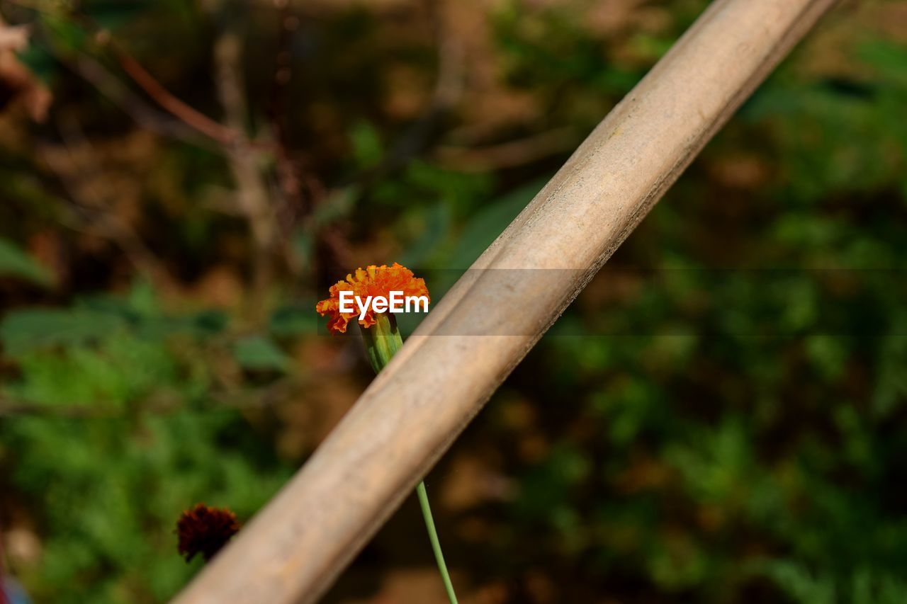 CLOSE-UP OF ORANGE FLOWER AGAINST PLANTS