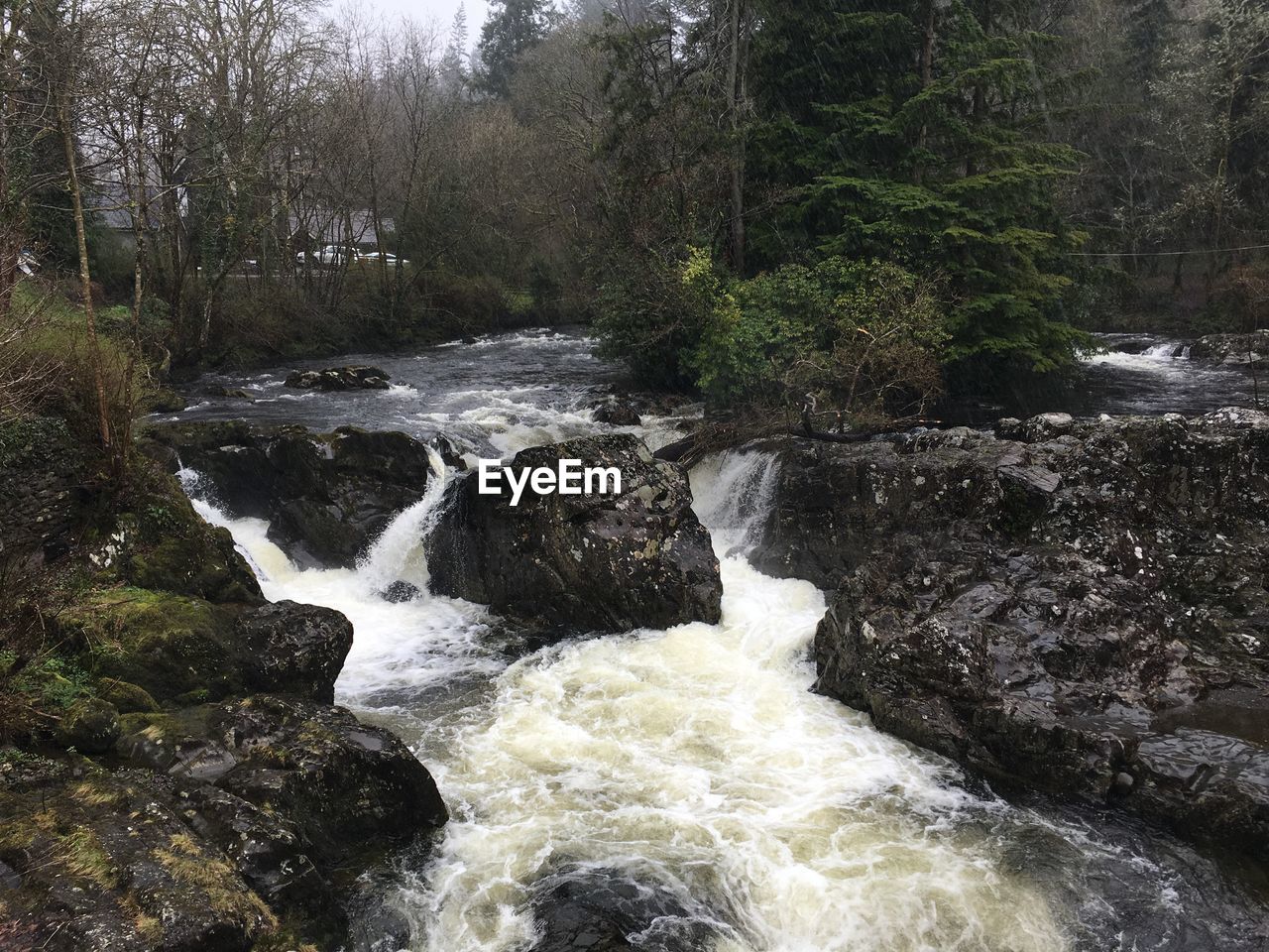 VIEW OF WATERFALL IN FOREST