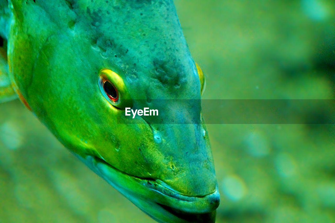 Close-up of green fish in aquarium