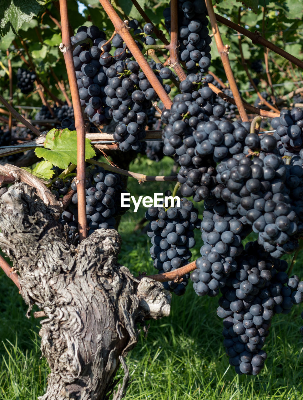 CLOSE-UP OF GRAPES HANGING ON TREE