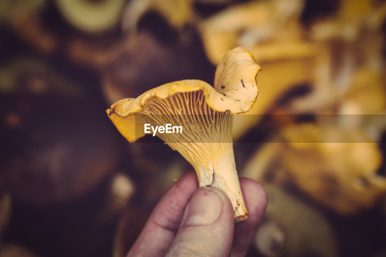 Close-up of hand holding chanterelle mushroom