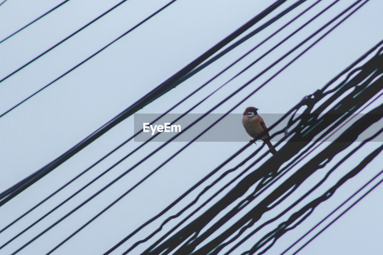 LOW ANGLE VIEW OF BIRD ON CABLE AGAINST SKY